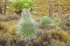 Flora & Fauna of Mount Kenya- yha kenya