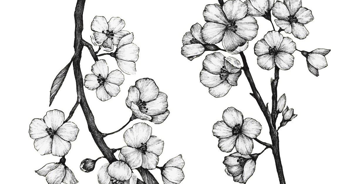 Chinese Flowers Drawings Sketches | Sketch Drawing Idea