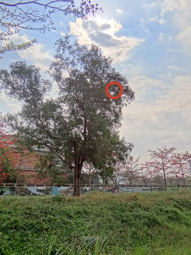 鳳頭蒼鷹/無限台南