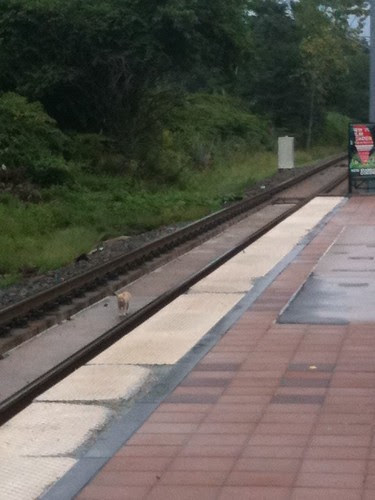 Cat on the tracks, Jersey City