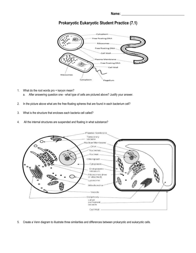 prokaryotic-vs-eukaryotic-cells-worksheet