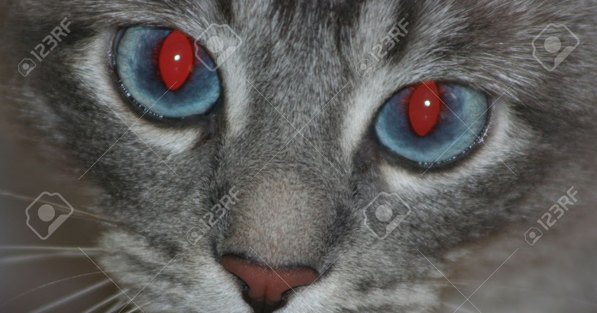 Can Cats Have Red Eyes