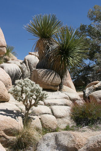 desert junglegym