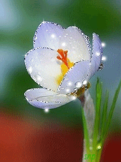 Белый цветок в капельках воды!