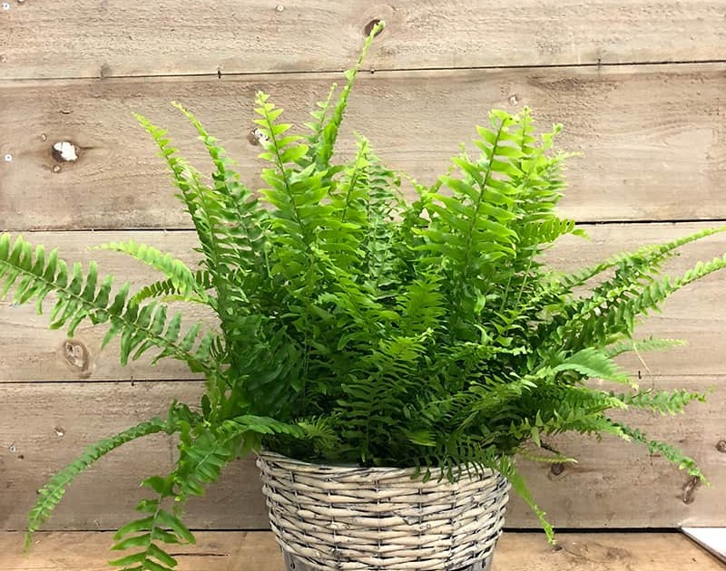 How To Care For A Boston Fern Best Fern Care Tips