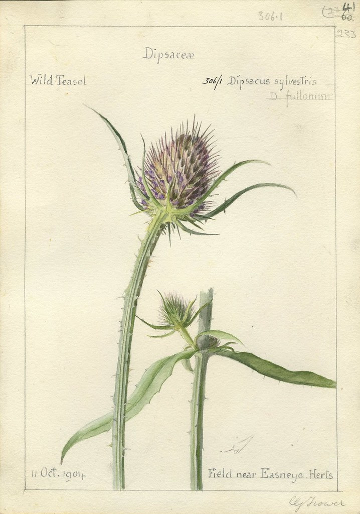 Dipascus sylvestris, Herts. 1904