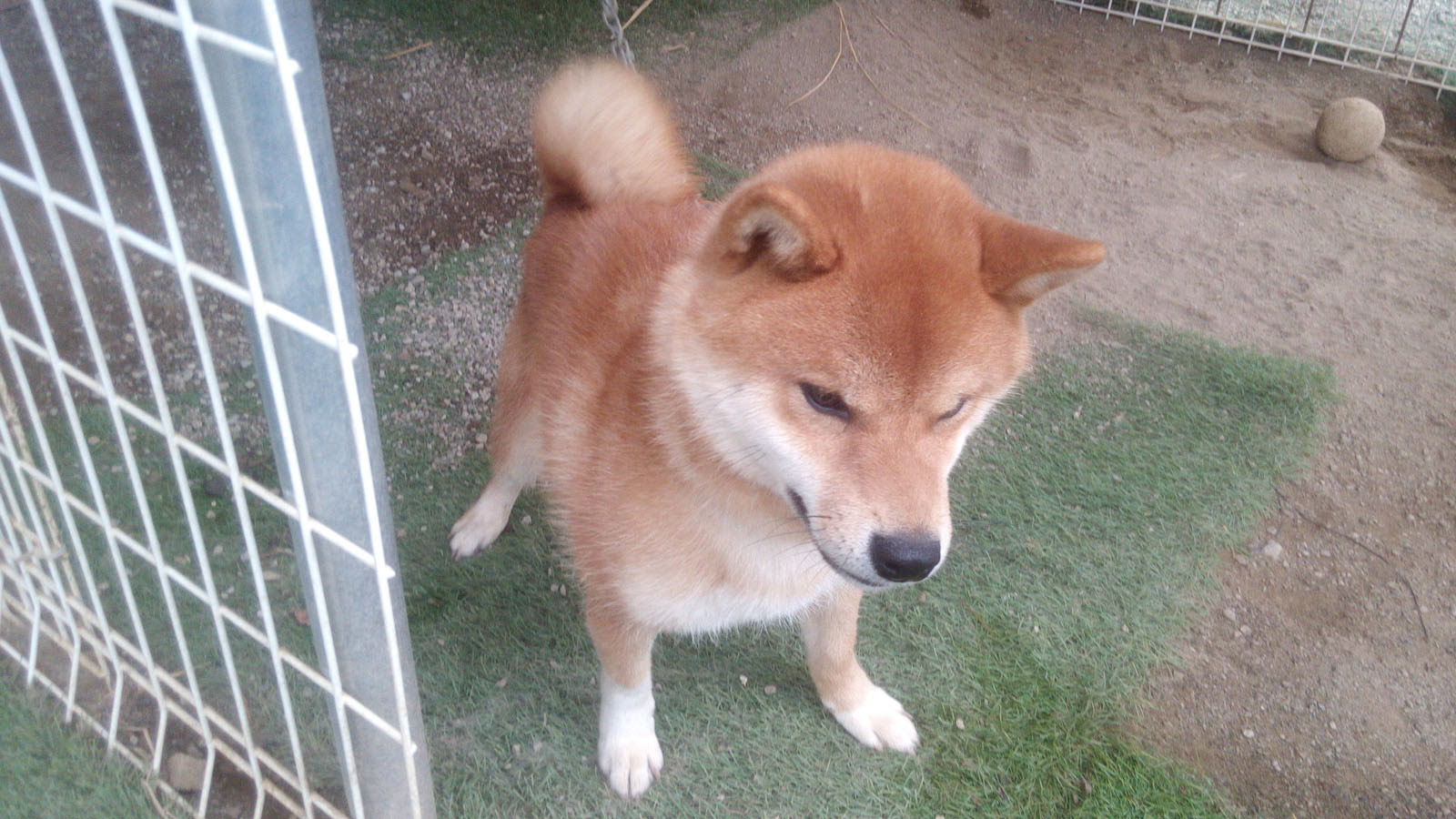 柴犬 子犬 里親 無料 大阪