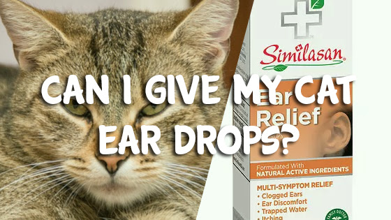 Can I Use Human Ear Drops On My Cat - Cat Lovster