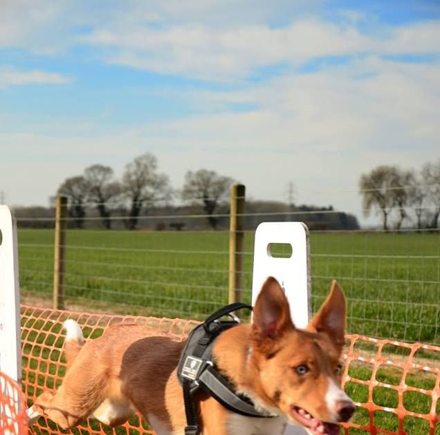 Dog Agility Training Norfolk