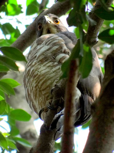 鳳頭蒼鷹/無限台南