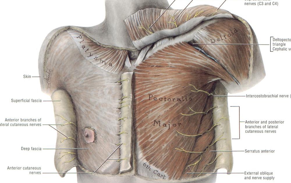 Chest Muscles Diagram - Diagrams Of The Pectoralis Major Muscle - Hot