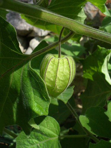 jardim 4805