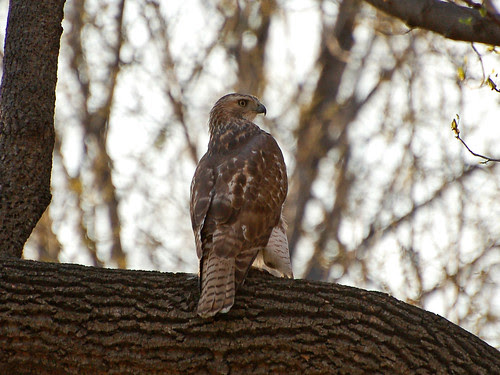 Juvenile Red-Tailed Hawk in Riverside Park