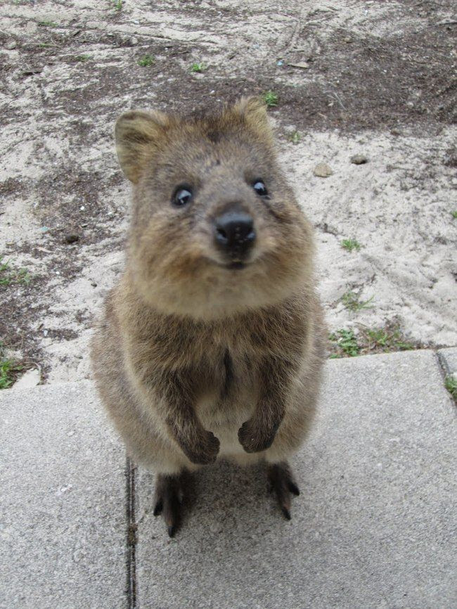 新鮮なオーストラリア 可愛い 動物 最高の動物画像