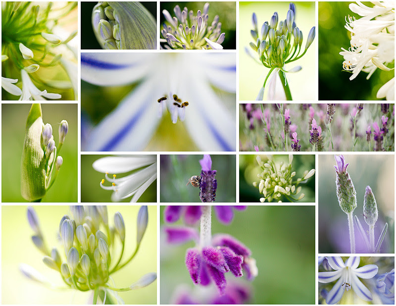 june flowers 1