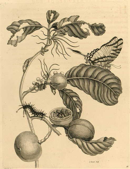 Metamorphosibus Insectorum Surinamensium (p95)