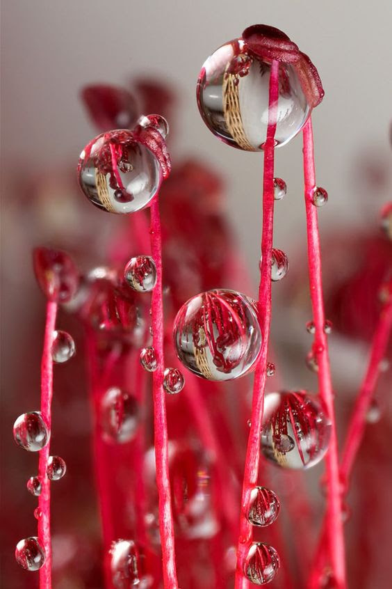 macro photography 12