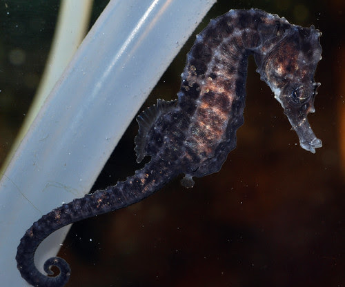 Hippocampus erectus