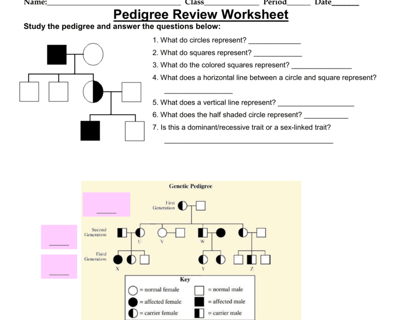 A Human Pedigree Answer Key : Genetics Pedigree Worksheet Answer Key