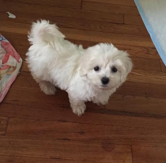 Bichon Frise Puppies For Sale New York