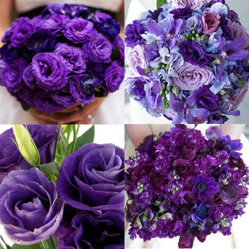 Terrilyn's blog: When it comes to fresh purple flowers the palette of ...