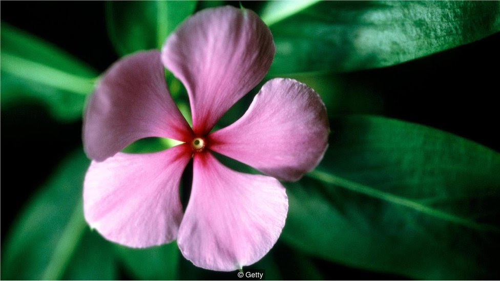 Gambar Flora Adalah Menggambar Bentuk Dengan Objek kumpulan koleksi