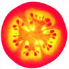 tomato chamber tomato chamber