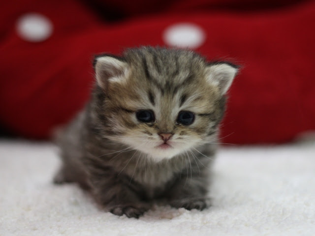 無料印刷可能 チンチラ かわいい 猫 三洋ガメッツ