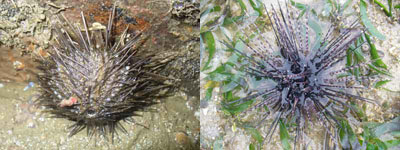 Urchin-Temnopleurus (Changi) & Diadema setosum (Cyrene, Hantu)