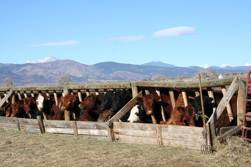 Moo!