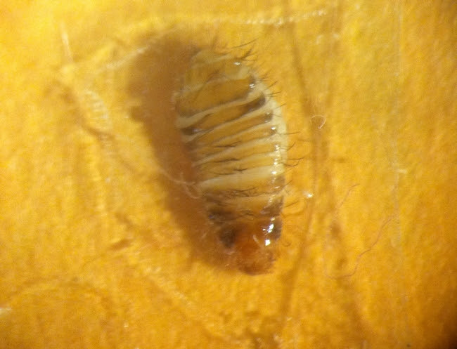 maycintadamayantixibb: Carpet Beetle Bed Bug Larvae Pictures