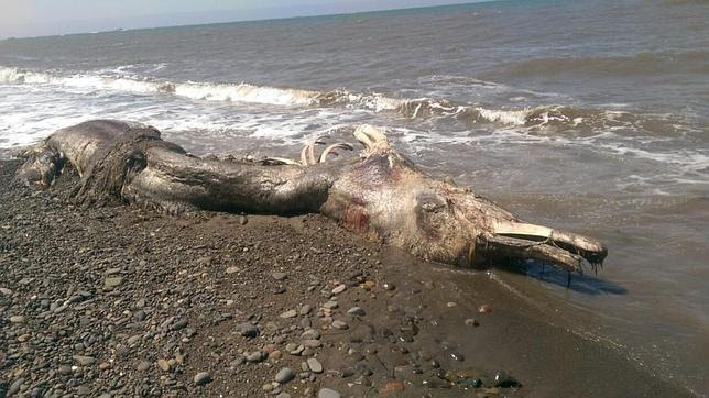 Hallan muerta a una misteriosa criatura marina en la isla de Sajalín Hallan muerta a una misteriosa criatura marina en la isla de Sajalín