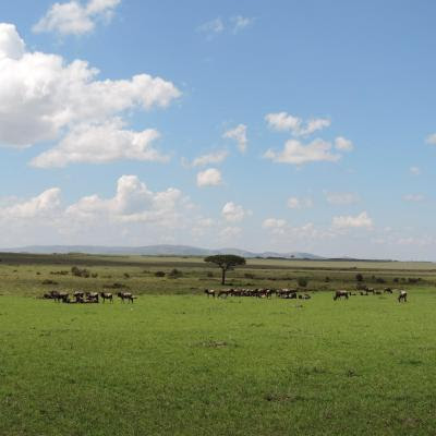Wildebeests Masai Mara Kenya.Photo by YHA Kenya Travel