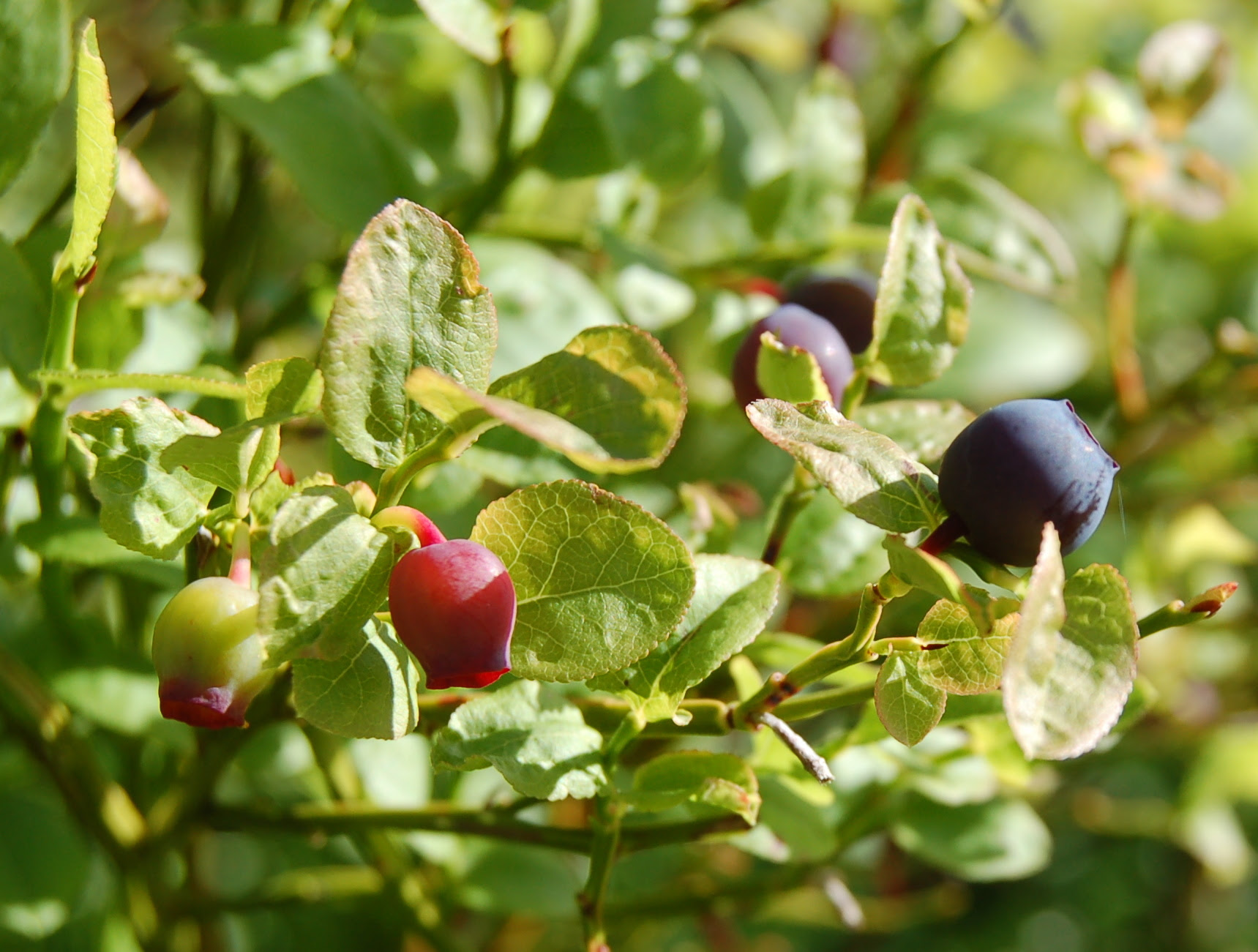 Plantas y Sus Propiedades - Remedios Naturales