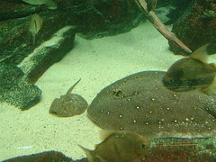 potamotrygon motoro