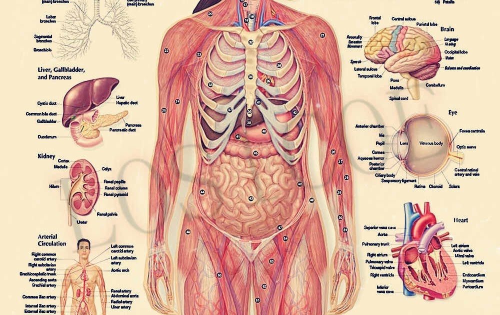 free-printable-anatomy-charts-14-best-images-of-cell-anatomy-and