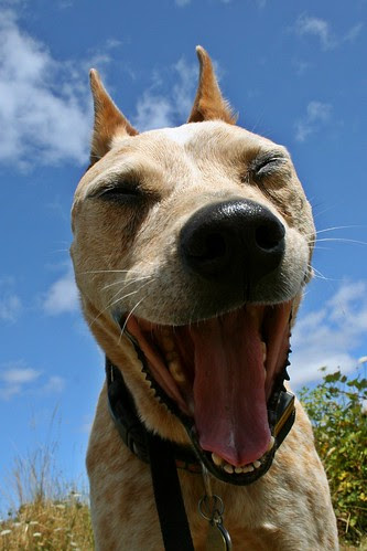 Chloe yawning
