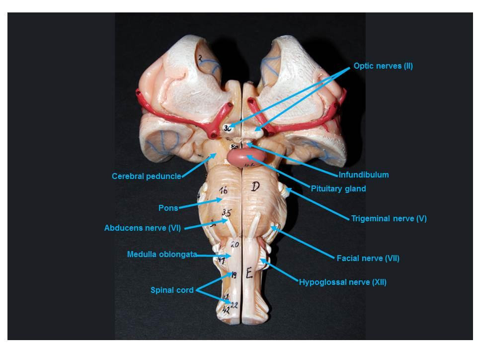 Featured image of post Sdmesa Anatomy It is the most complete reference of human explore over 6700 anatomic structures and more than 670 000 translated medical labels