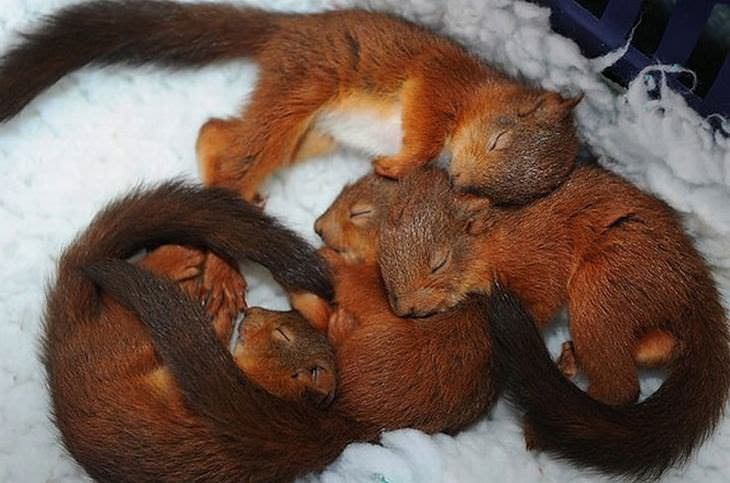 Animais fofos que usam os amigos de travesseiros