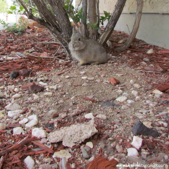 Baby Bunny4