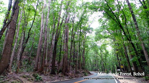 Man-made forest Bohol 2014