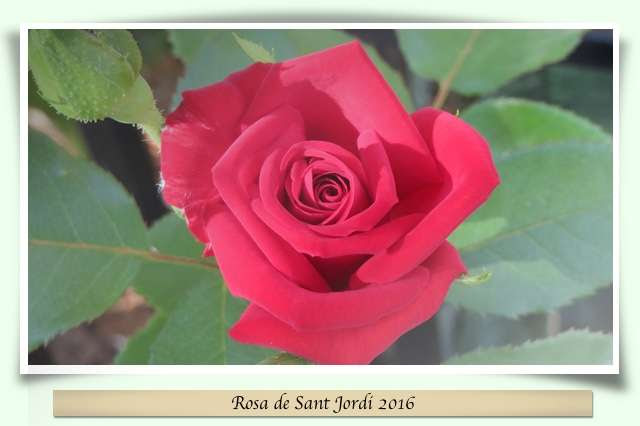 Rosa de Sant Jordi
