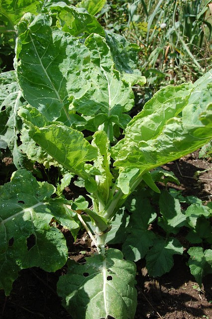 asturian tree cabbage