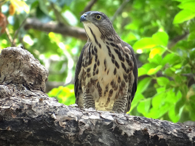 鳳頭蒼鷹/無限台南
