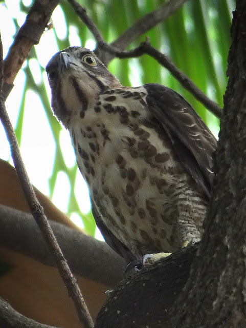 鳳頭蒼鷹/無限台南