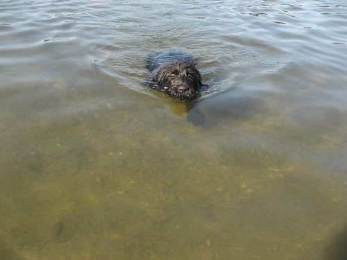 she swims