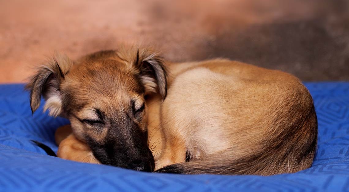 Kamera Für Hunde Zuhause