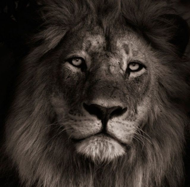 4K wallpaper: Animal Wallpaper Hd For Mobile Free Download