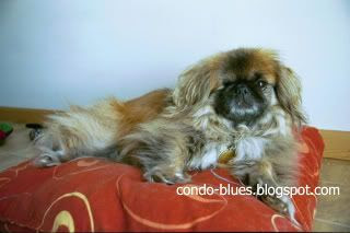 Condo Blues How Not To Groom A Pekingese