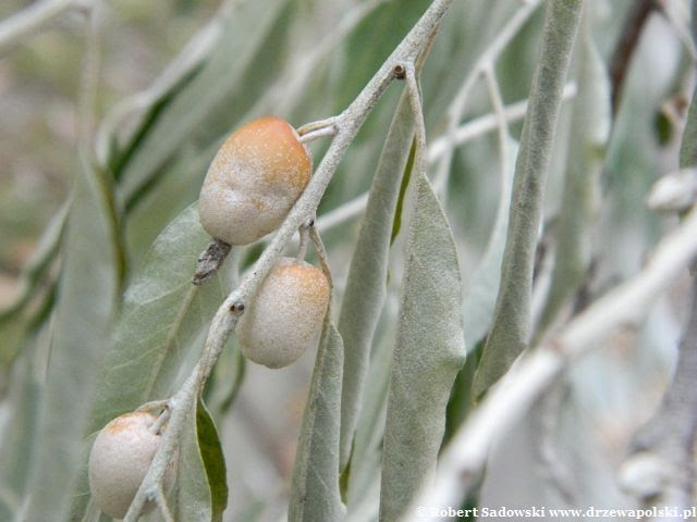Owoce oliwnika wąskolistnego